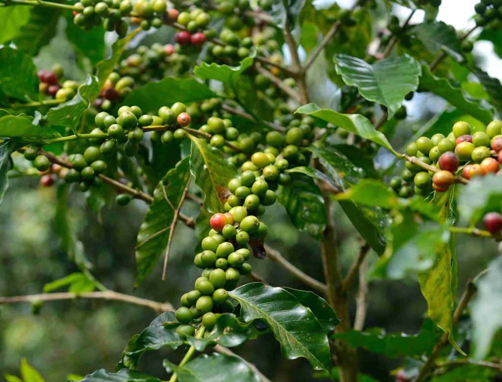 Mengenal Java Preanger: asal kopi dan informasi lot untuk buyer